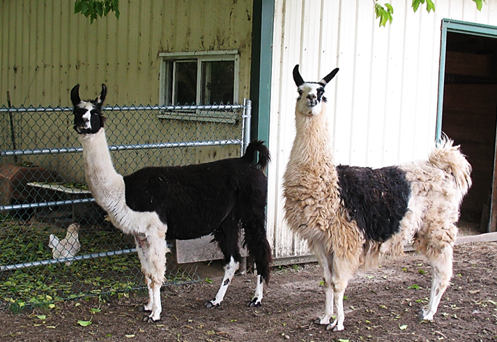 llamas_at_arrival